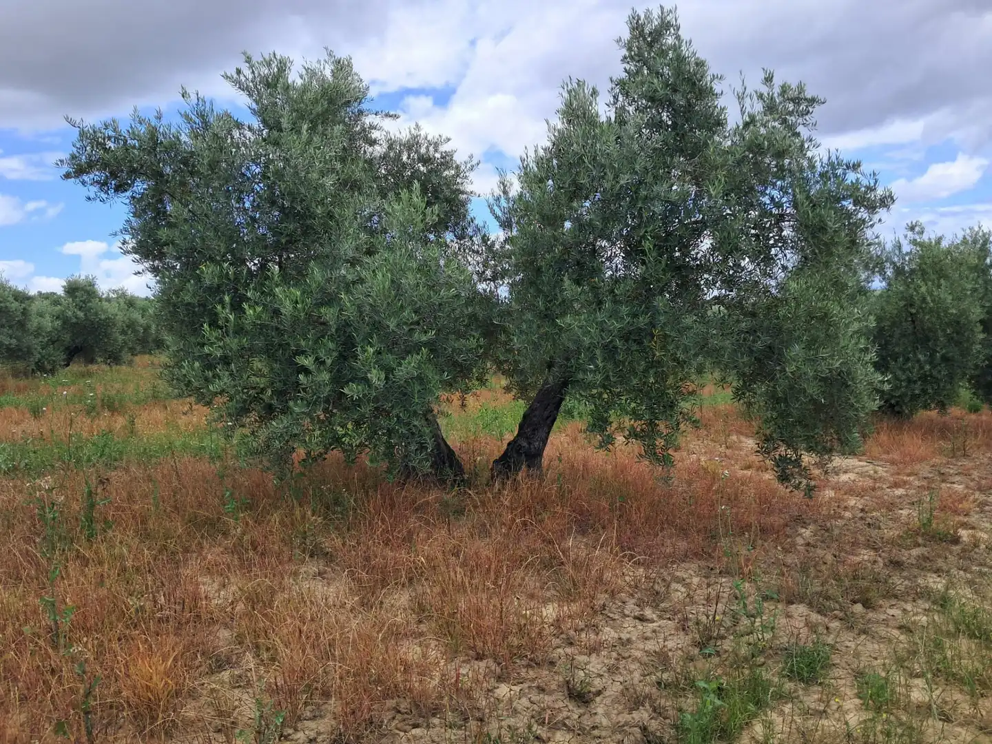 Lands and plots for sale in Bujalance, imagen 3