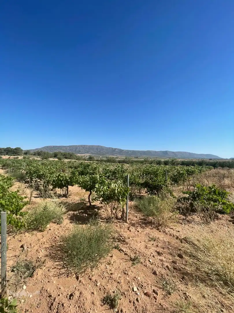 Terreno residencial en venta en El Pinós / Pinoso, imagen 21