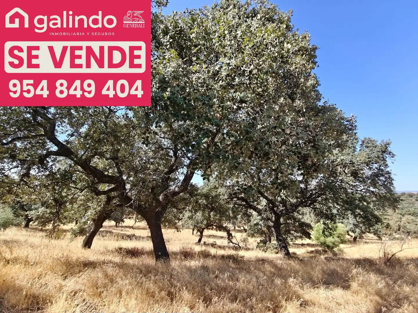 Terreno rustico in vendita a La Puebla de los Infantes, imagen 2