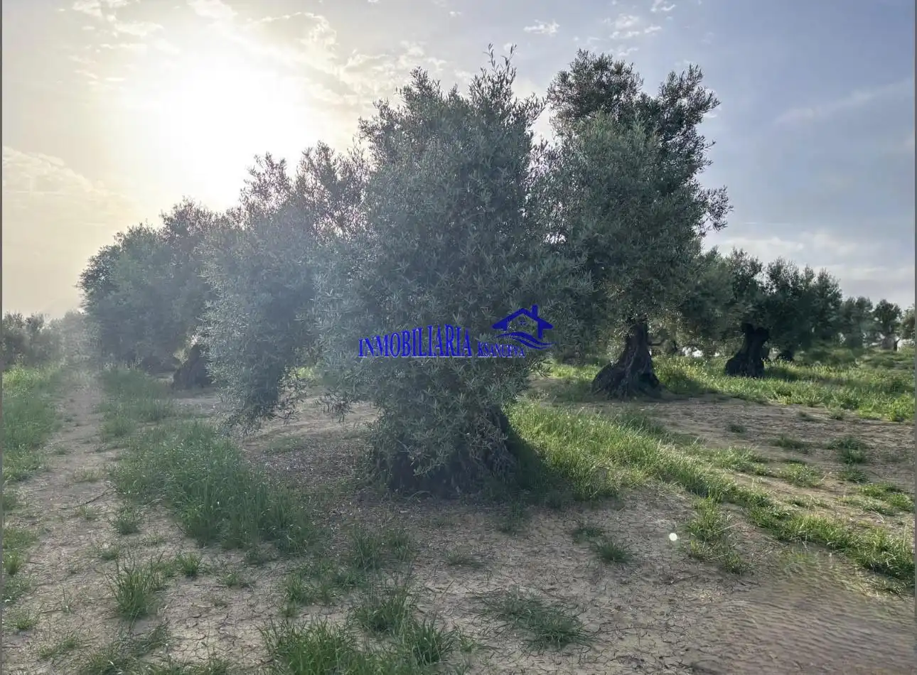 Finca rústica en venta en Bujalance