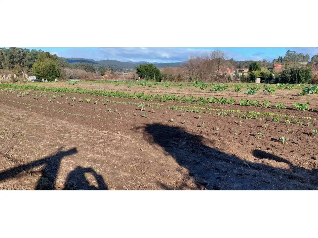 Terreno rustico in vendita a Ribadumia, imagen 10