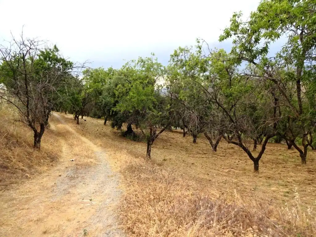 Lands and plots for sale in Pinos Genil, imagen 7