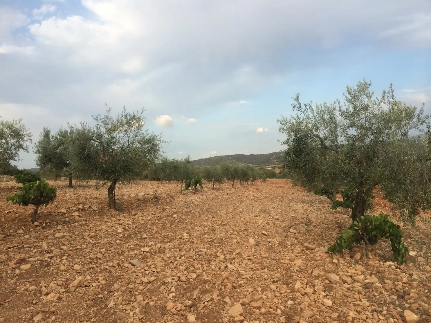 Land for sale in Useras /  Les Useres