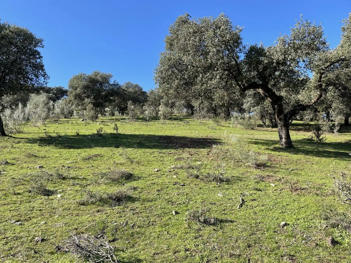 Terreni e lotti in vendita a Malpartida de Plasencia, imagen 4