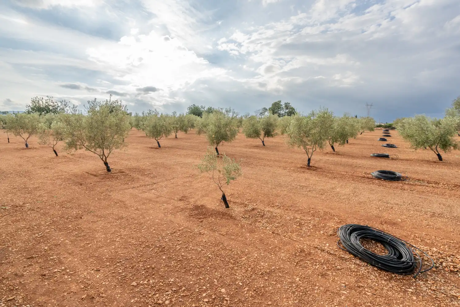 Rural land for sale in T-331 12, imagen 7