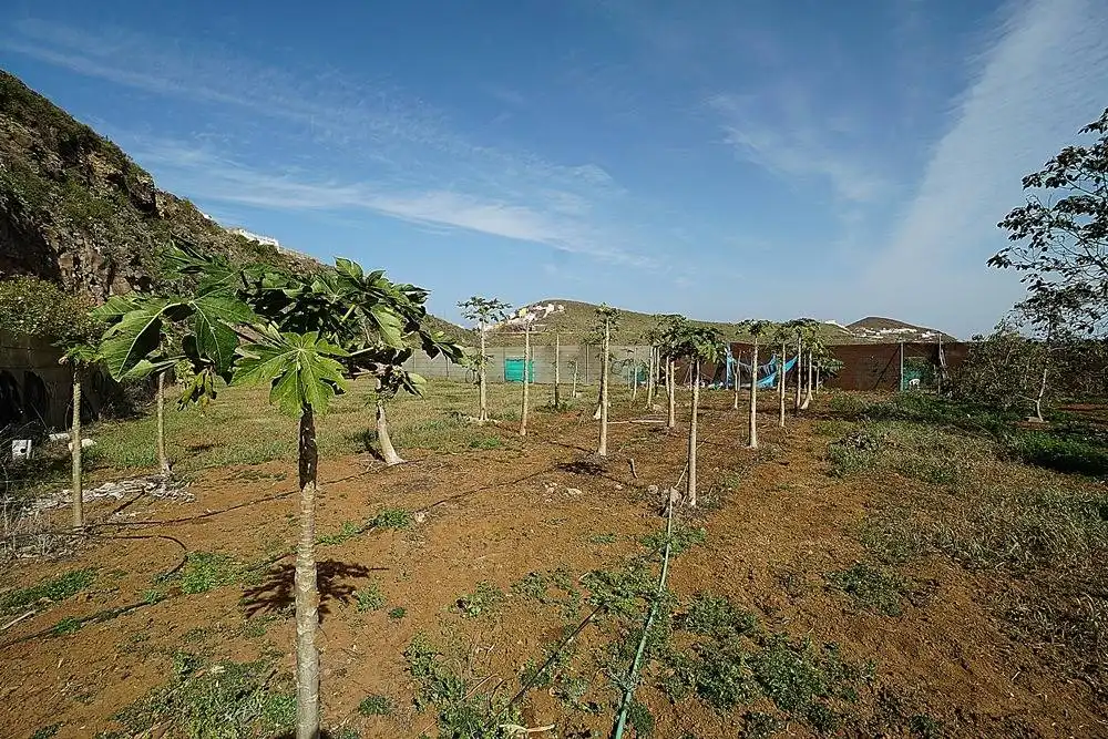 Finca rústica en venta en Camino DEHESA, 10, Santa María de Guía de Gran Canaria