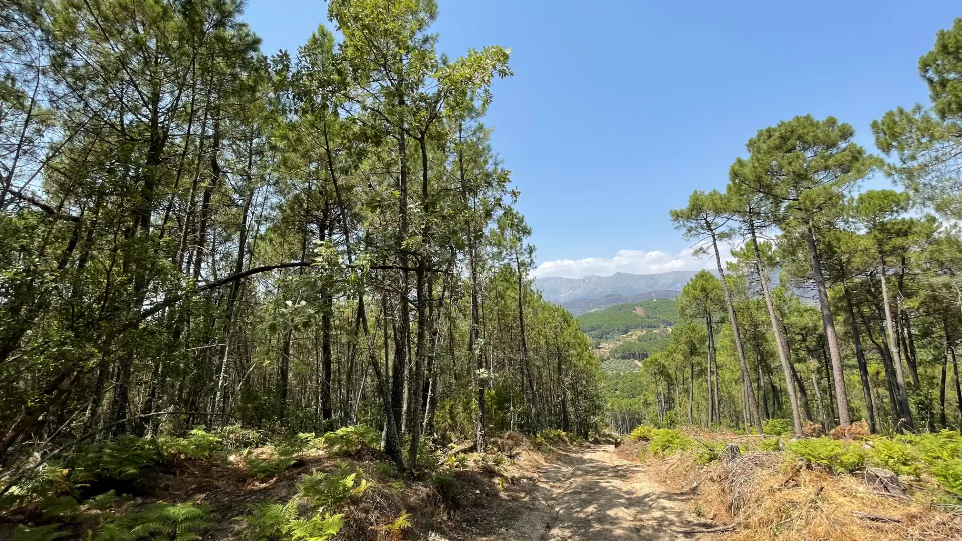 Land for sale in Arenas de San Pedro