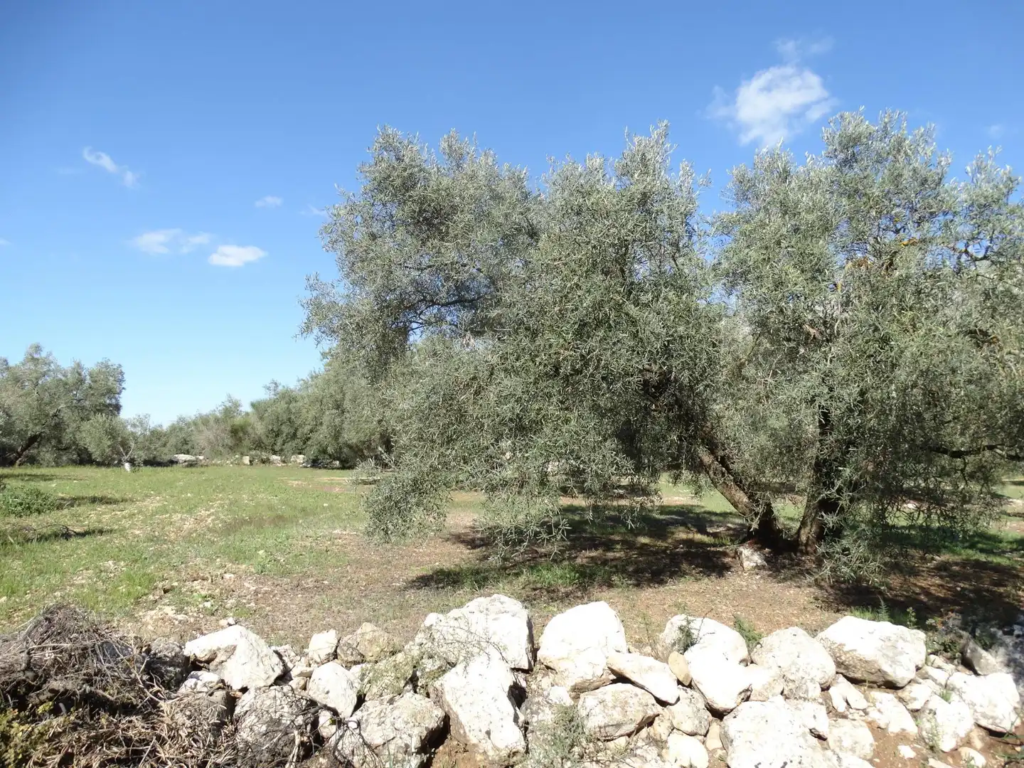 Rustikales Grundstück zum Verkauf in Villanueva del Rosario, imagen 4