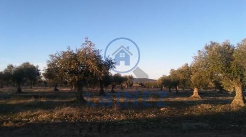 Olivar de 6 hectáreas en el municipio de Valsequillo provincia de Córdoba, 2 hectáreas de labor, resto de olivar  a pie de camino,