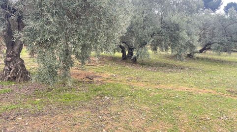 PARCELA RUSTICA EN LA ZONA DE LAS HUERTAS DEL RIO DE ARCHIDONA SALE A LA VENTA, immagine 2