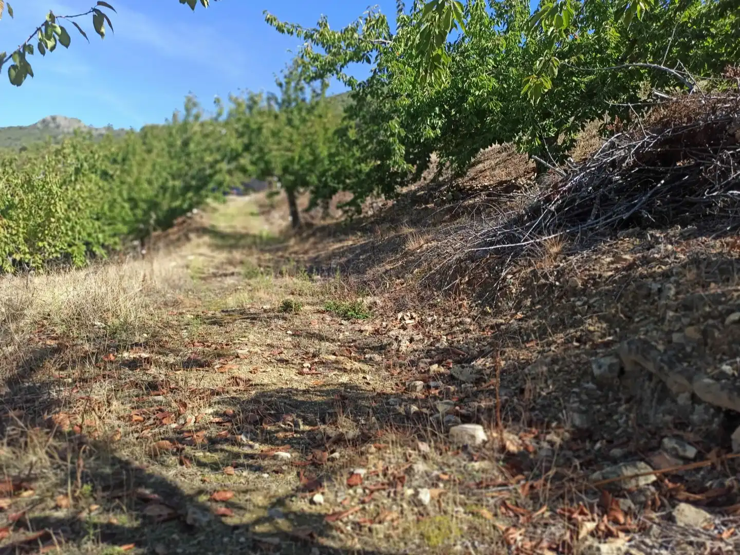 Land for sale in Navezuelas
