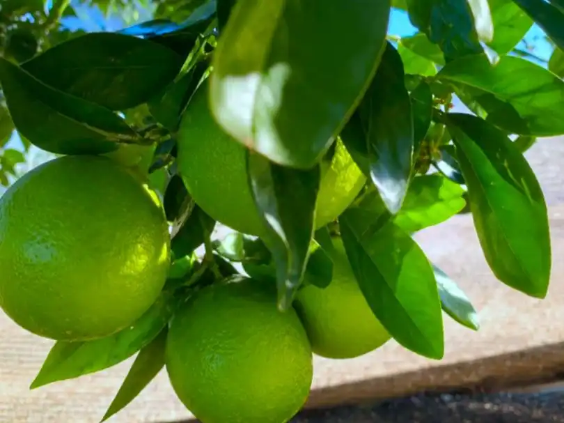 Jardí de Finca rústica en venda en Arrecife
