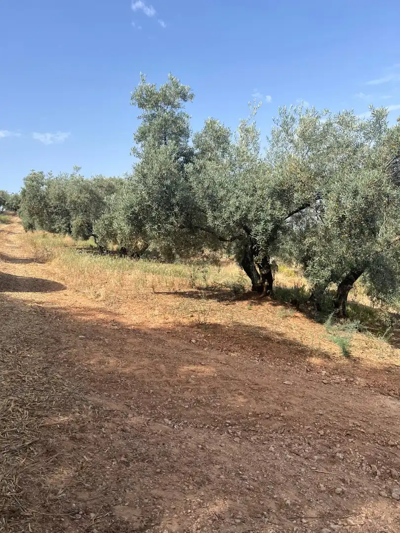 Terreno rustico in vendita a Cabra, imagen 4