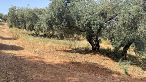 ¡FINCA ÚNICA IDEAL PARA PROYECTOS TURÍSTICOS, EVENTOS Y EXPLOTACIÓN AGRÍCOLA!, imatge 4