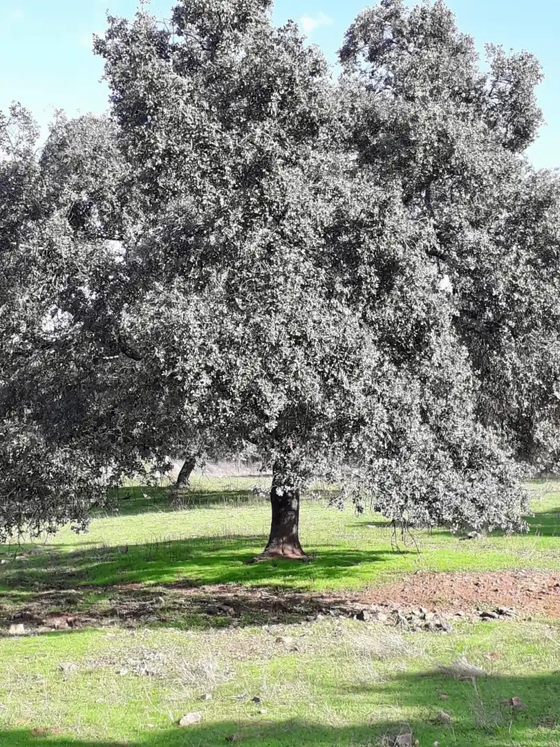 Rural land for sale in Fuente Obejuna, imagen 20