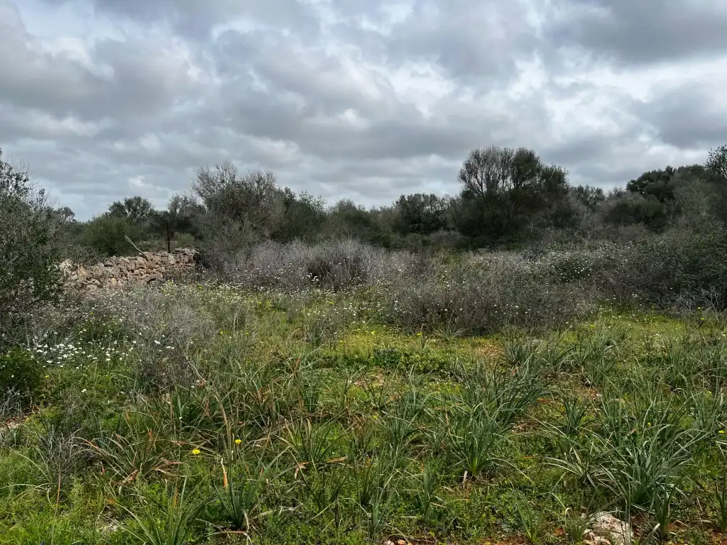 Finca rústica en venta en Campos