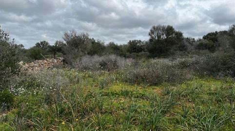 Foto 3 de Finca rústica en venta en Ds Polígono 16 Parcela 537 Son Trompa, Campos poble, Campos