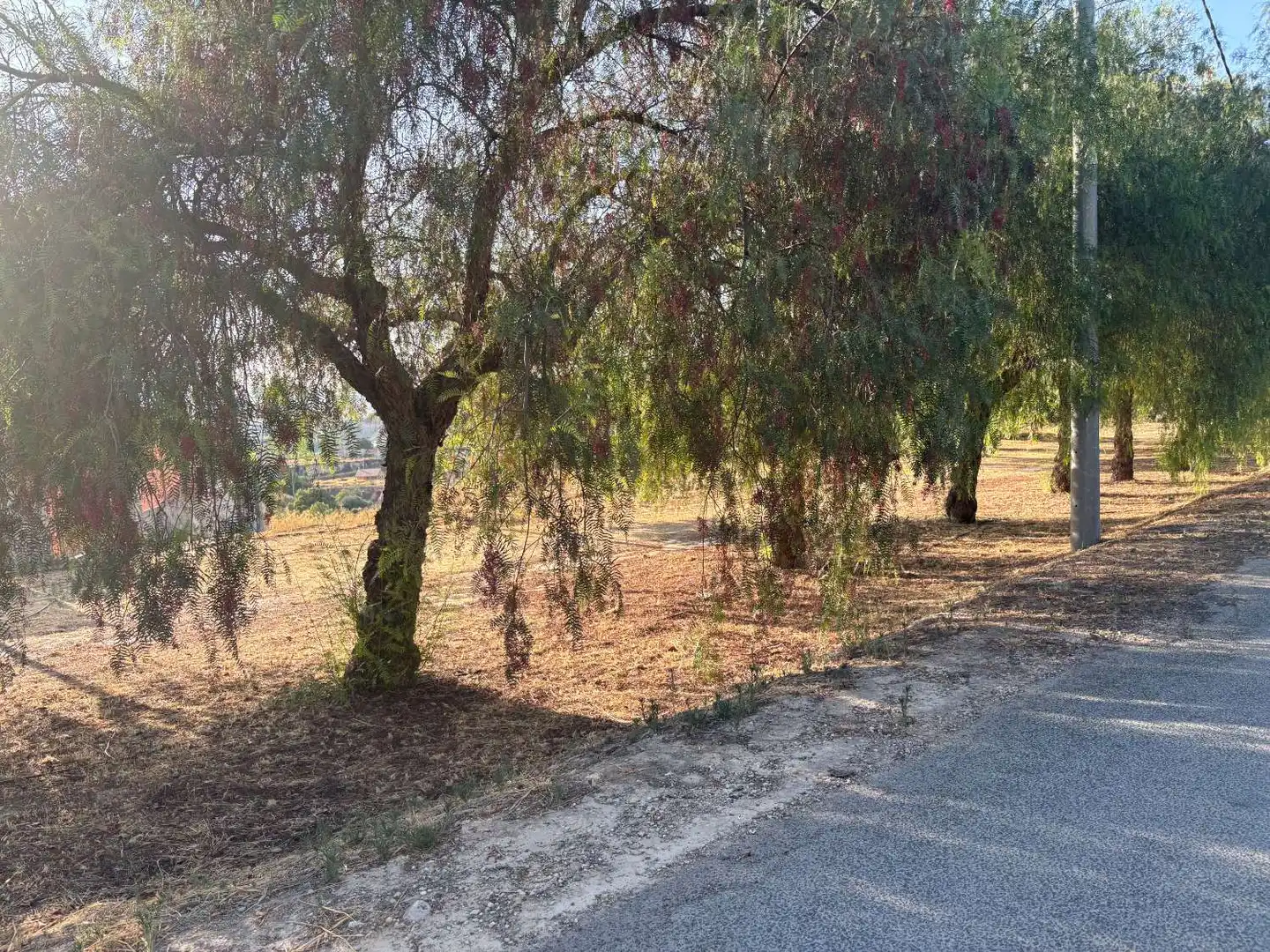 Terrenos y solares en venta en Pliego, imagen 2