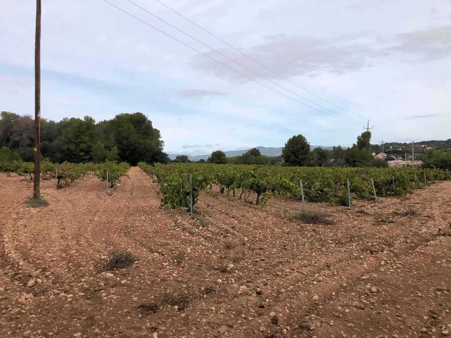 Terreno rústico en venta en Vila-rodona, imagen 6