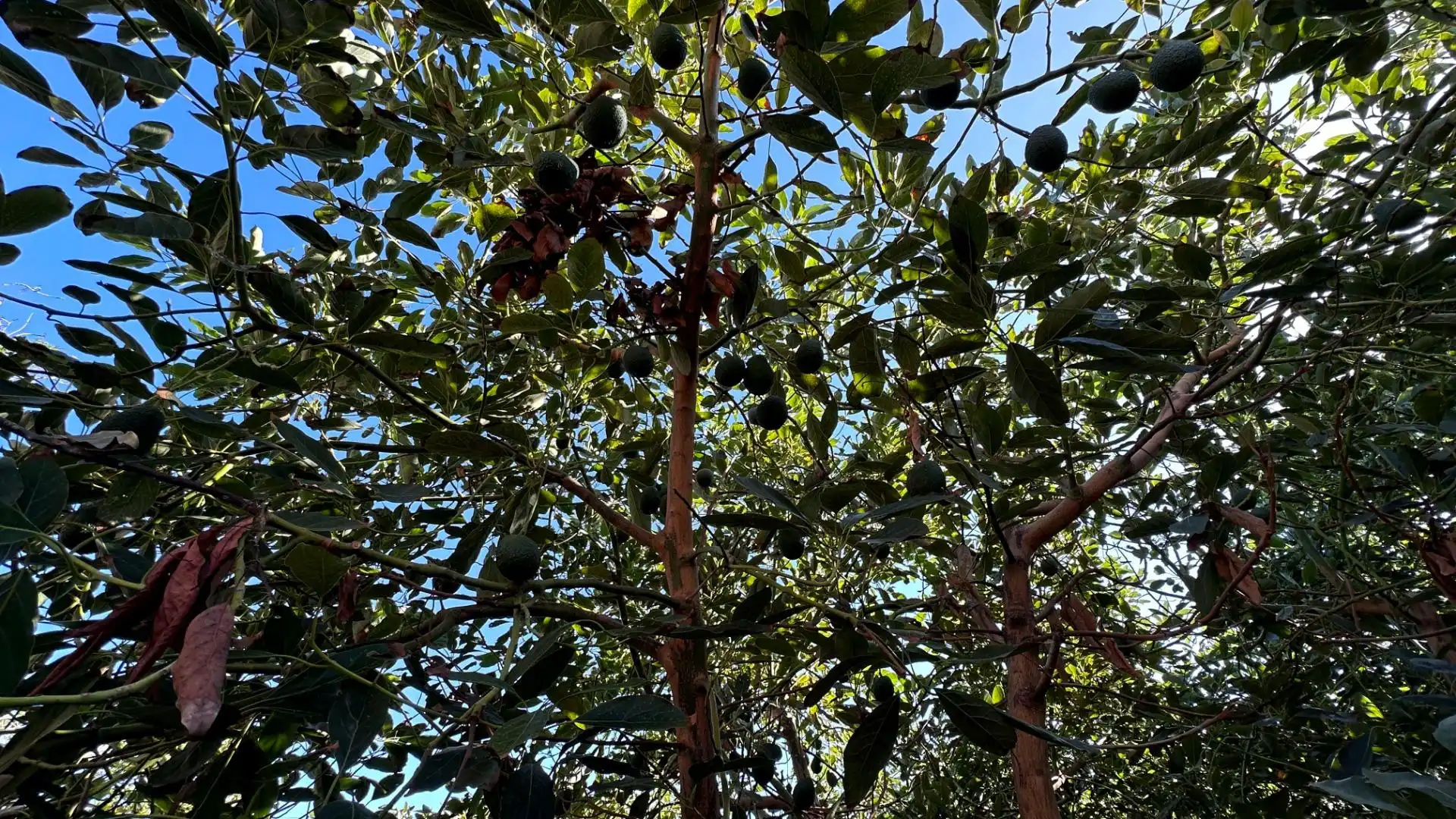 Jardín de Residencial en venta en Breña Baja