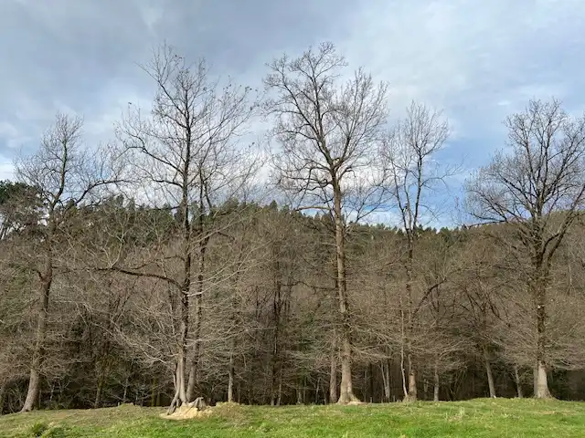 Land for sale in Lezama