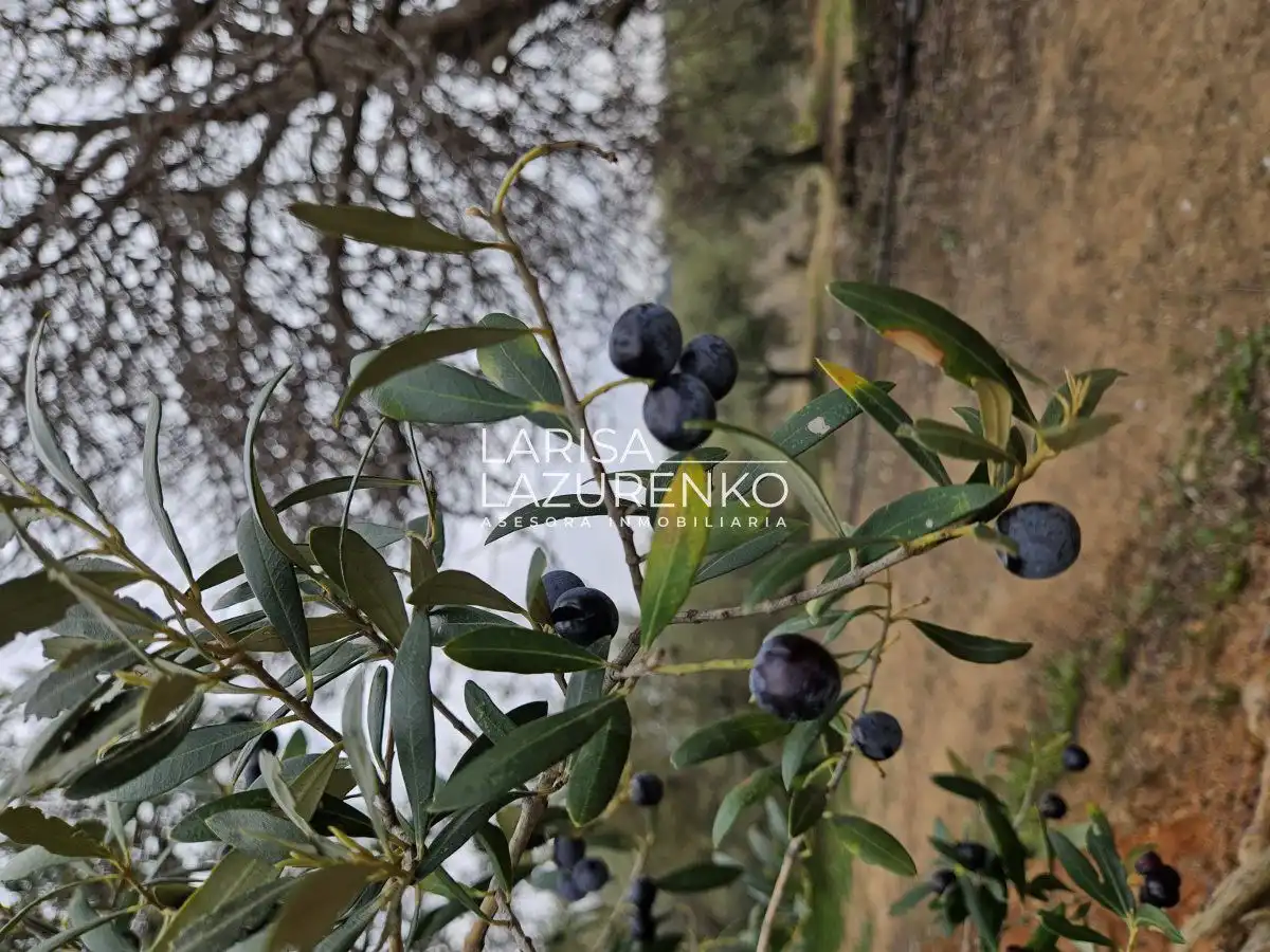 Jardí de Finca rústica en venda en Riudoms