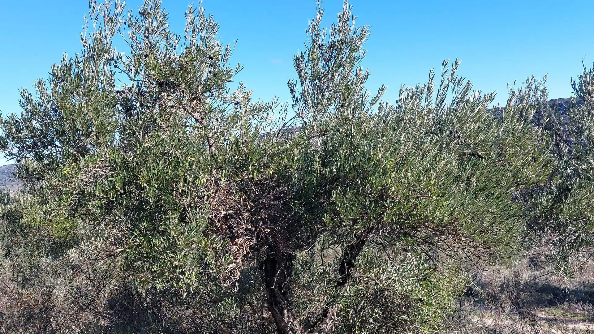 Grundstücke zur Miete in Loranca de Tajuña