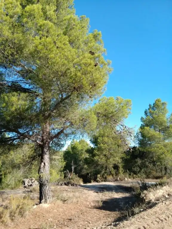 Terreni e lotti in vendita a Calaceite, imagen 3