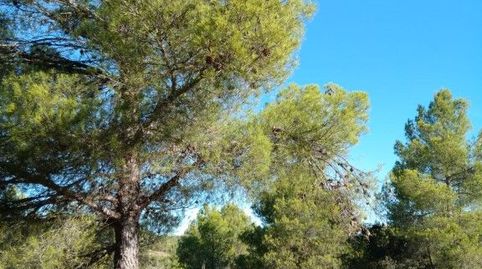 FINCA DE 5,6 HECTÁREAS CON OLIVOS, ALMENDROS Y AGUA DE POZO, immagine 3