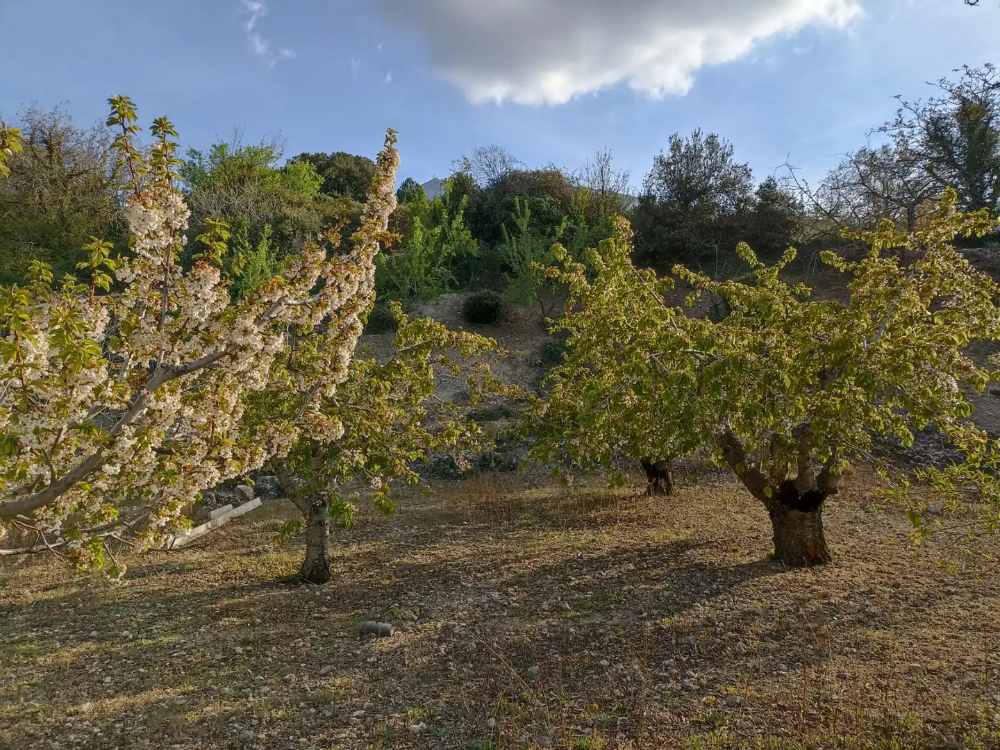 Land for sale in Torres