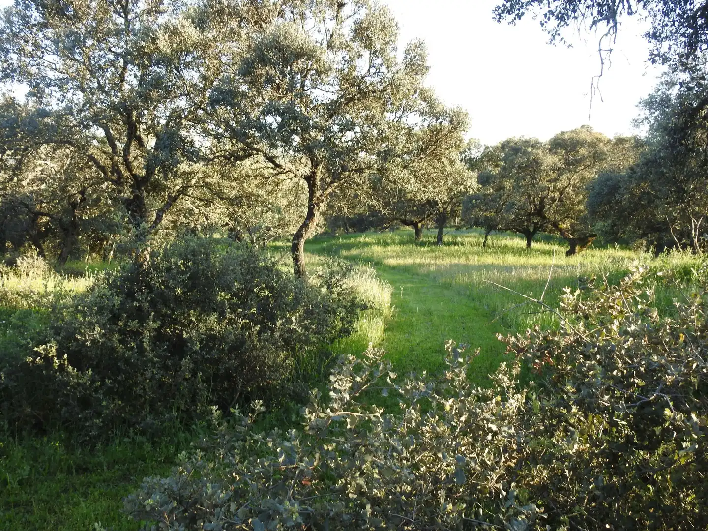 Land for sale in Cervera de los Montes