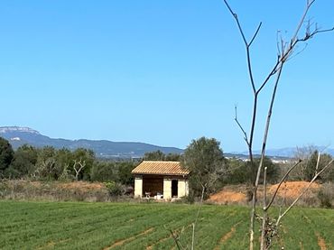 Terreni e lotti in vendita a Felanitx Poble