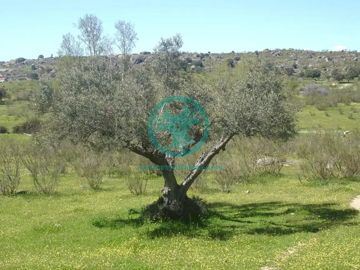 Terreno en venta en Mata de Alcántara