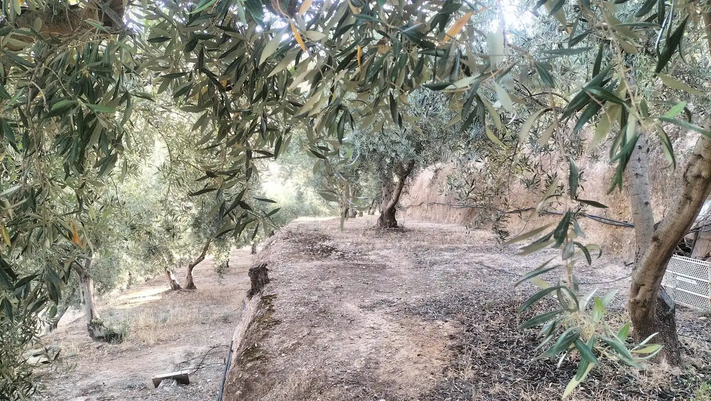 Casa rústica en venda a Camino de Albuñol - Pago de Mira 2, imagen 8