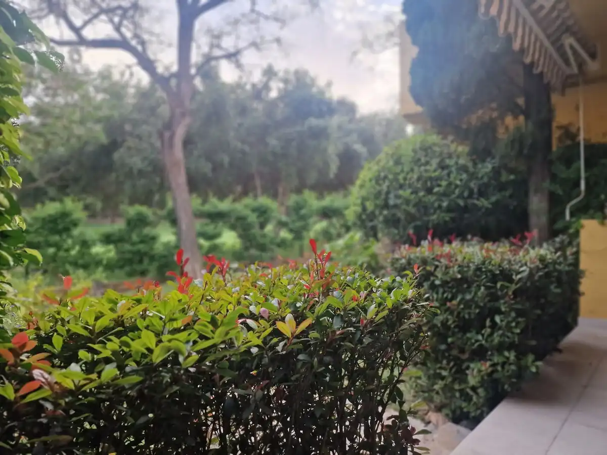 Jardín de Planta baja de alquiler en Marbella con Terraza y Piscina comunitaria