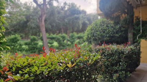 Foto 3 de Planta baixa de lloguer a Guadalmina Alta, Marbella