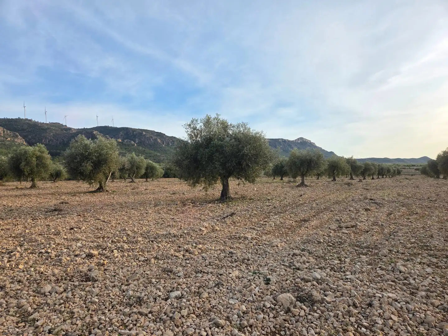 Terreny residencial en venda a Jumilla, imagen 6