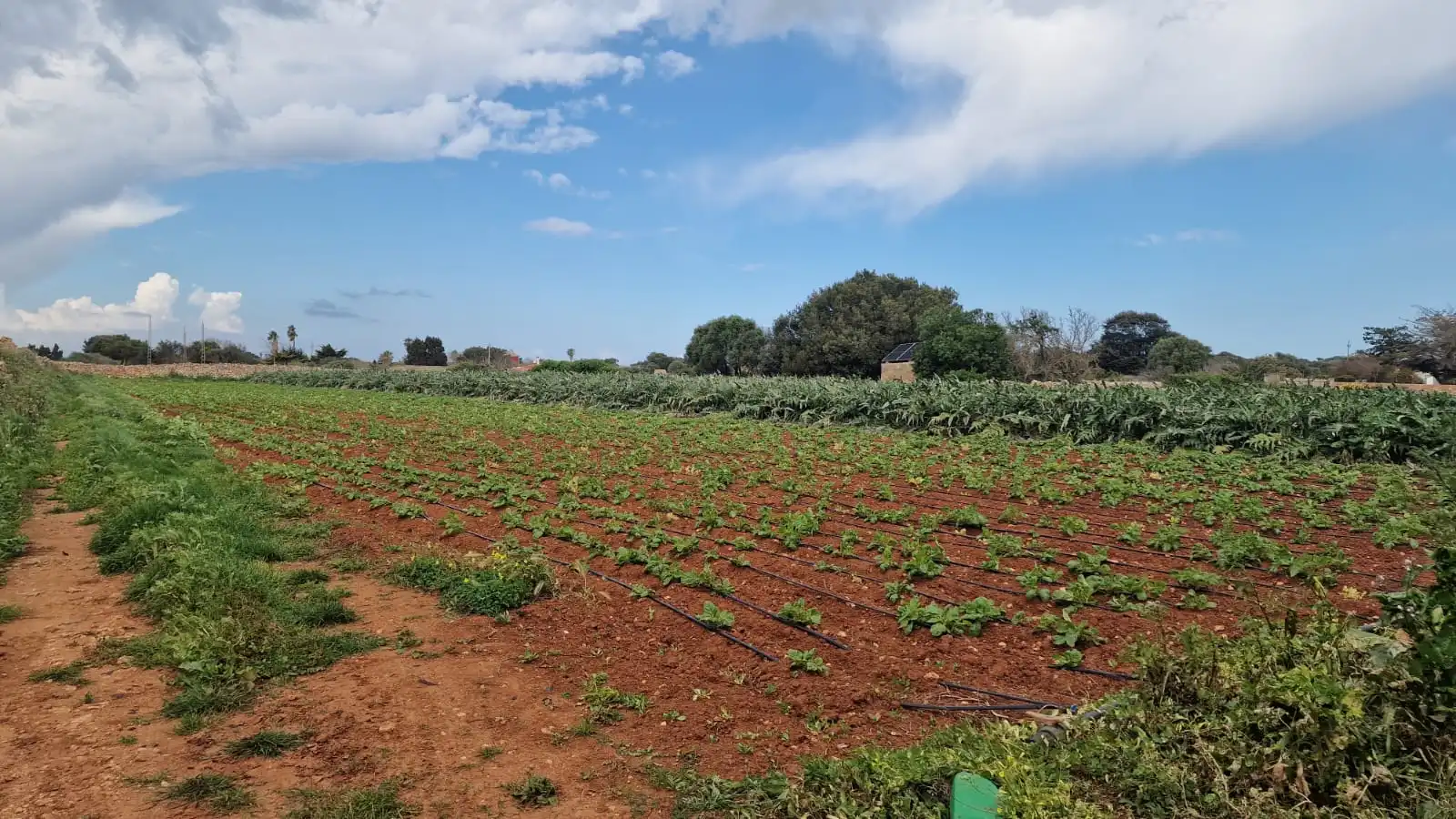 Rural land for sale in Ciutadella