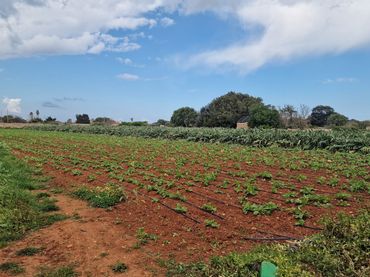 Terreno rústico en venta en Ciutadella