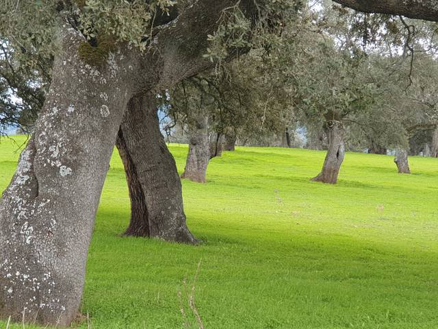 Terreno en Venta en Castilblanco