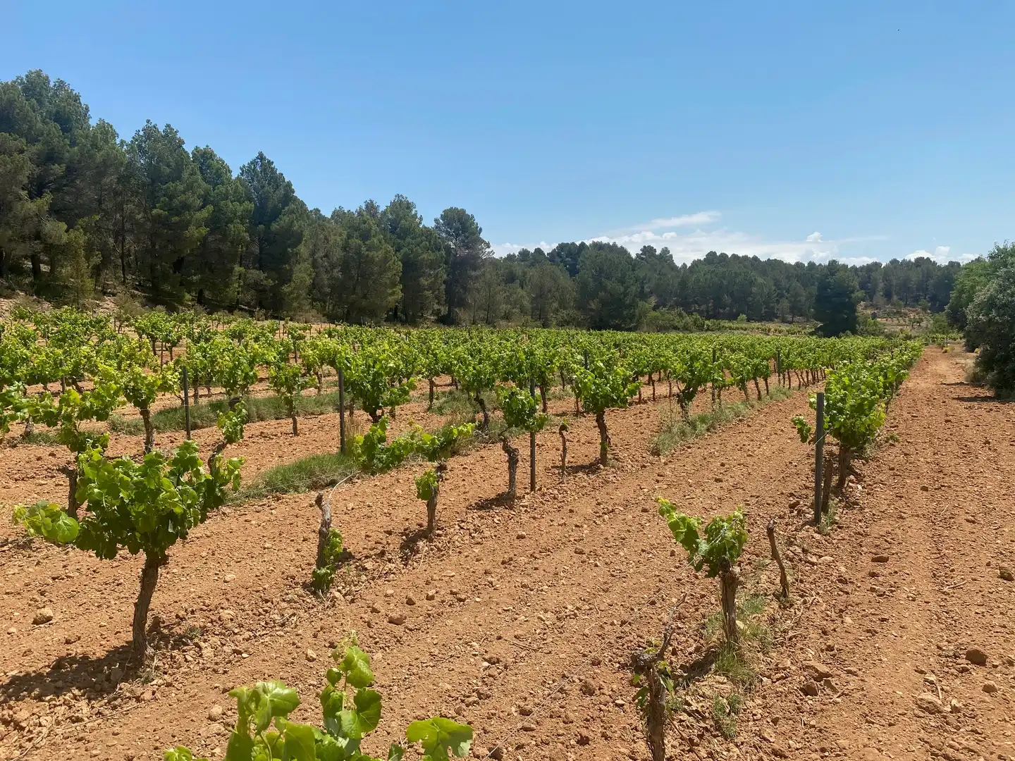 Wohnbaugrundstück zum Verkauf in Hoya Huesos. Venta Del Moro, imagen 4