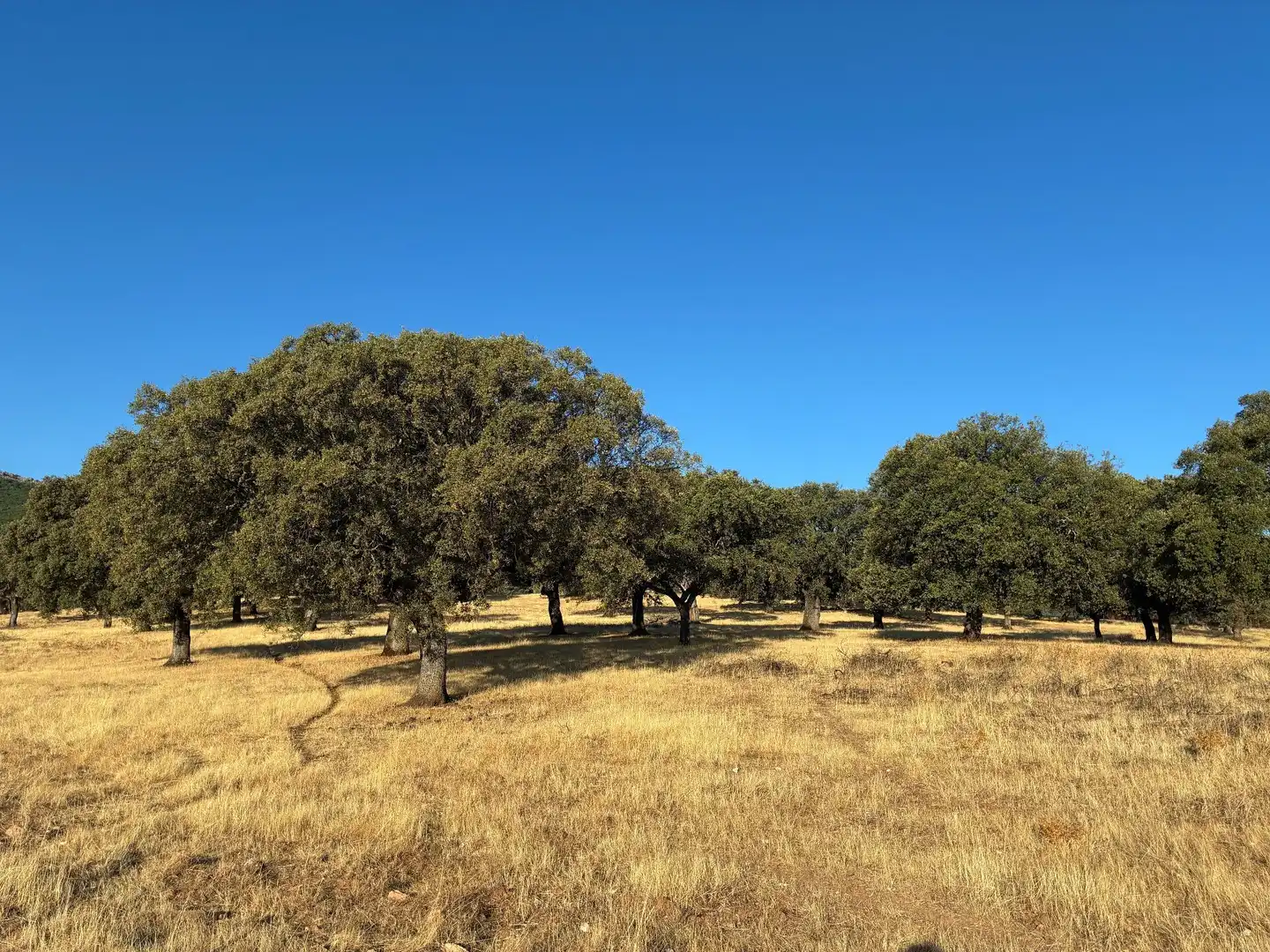 Rural land for sale in Mohedas de la Jara, imagen 12