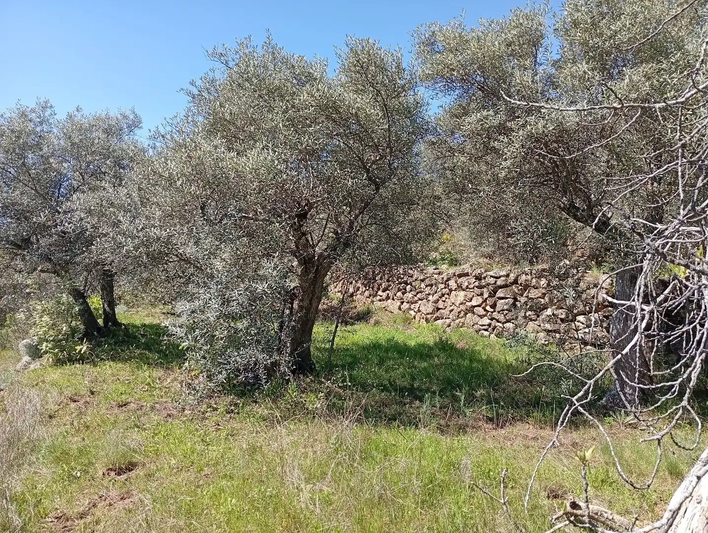 Terreni e lotti in vendita a Valverde de la Vera, imagen 49