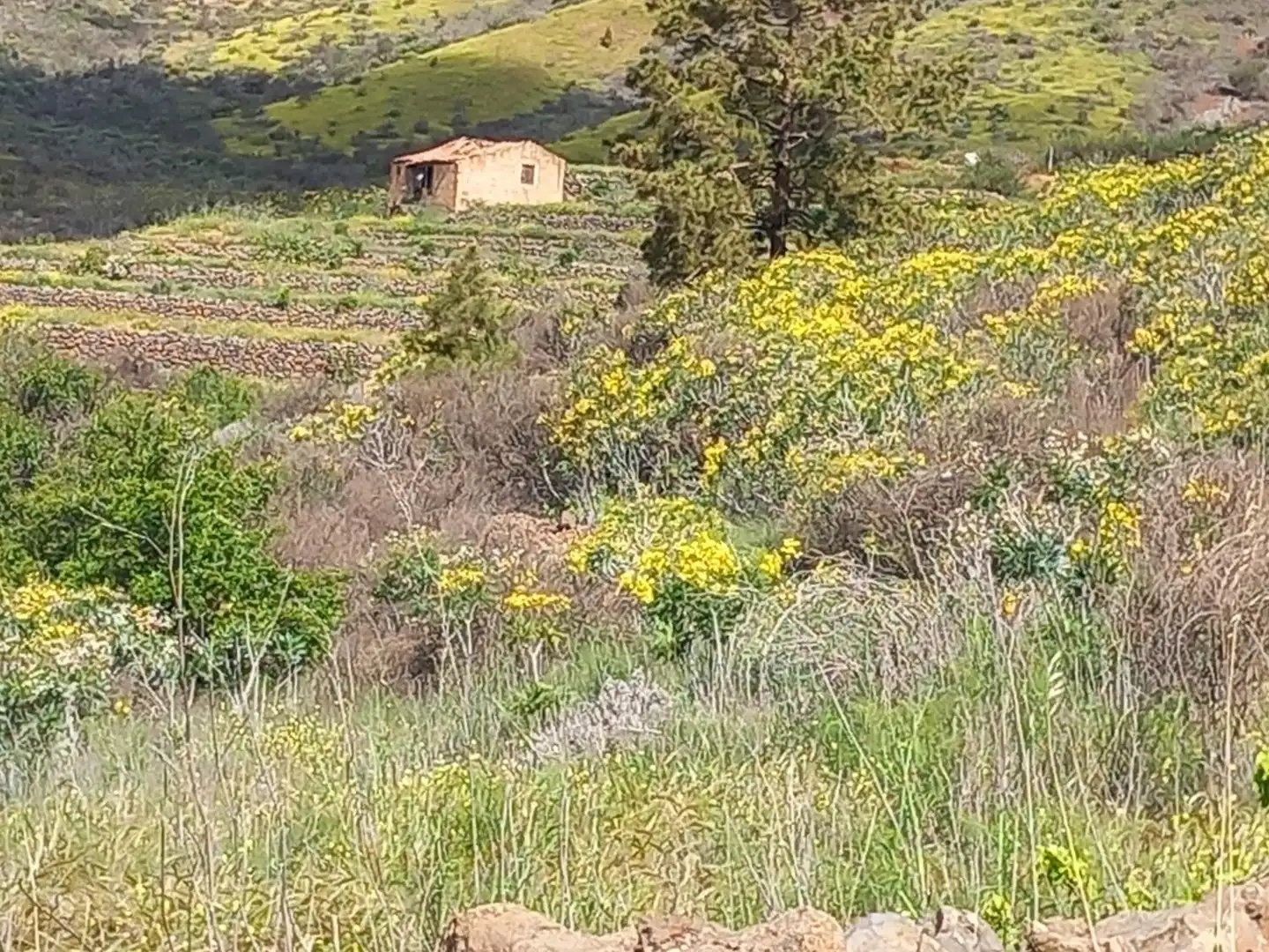 Casa o chalet en venta en Vilaflor de Chasna con Jardín privado