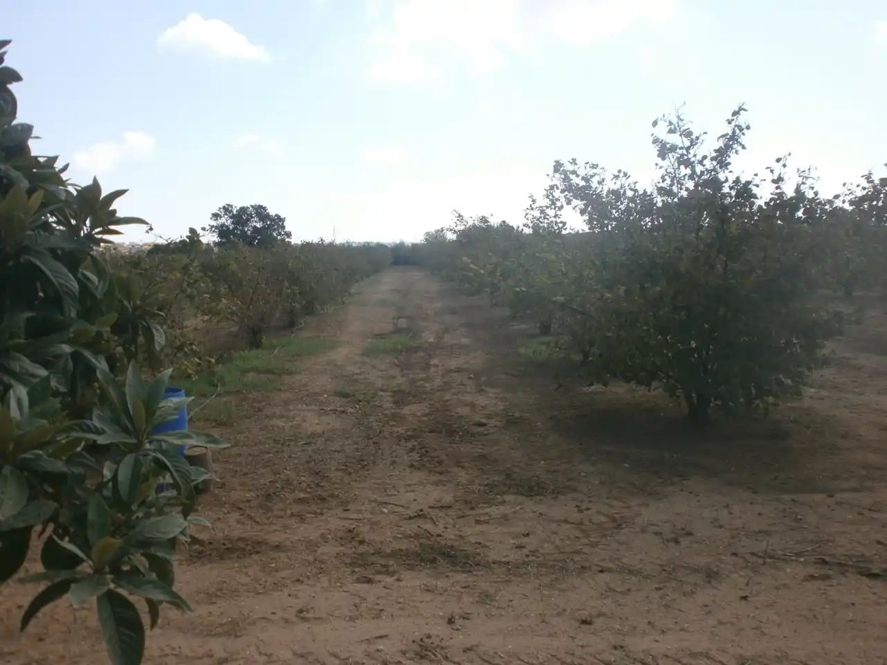 Rural land for sale in Constantí, imagen 13