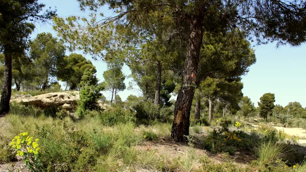 Finca rústica en venda en Maella
