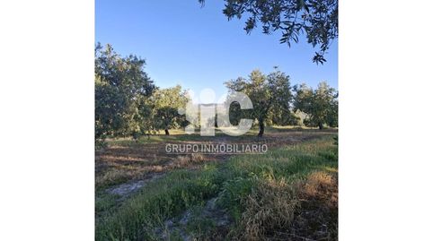 FINCA DE OLIVAR A 5 MINUTOS DE BAENA CORDOBA 22,3 HECT   36,5 FANEGAS APROX, immagine 4