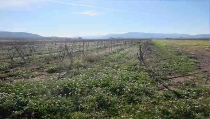 Rural land for sale in Pd Alciri, imagen 8