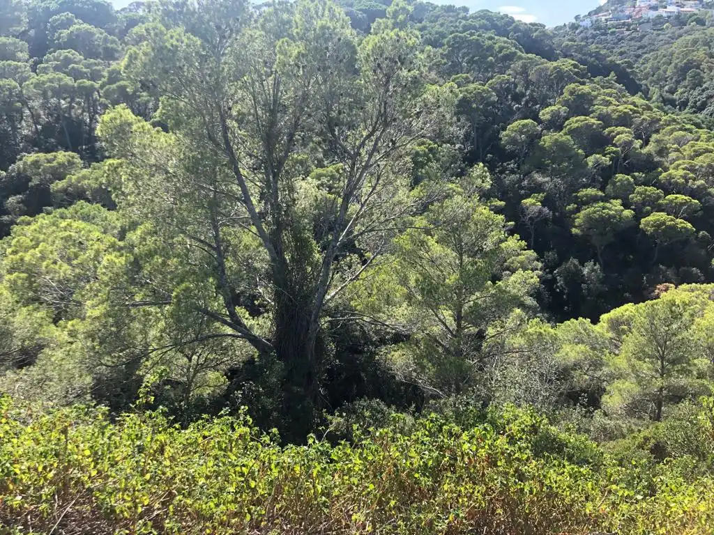 Residential land for sale in Sa Tuna, imagen 5