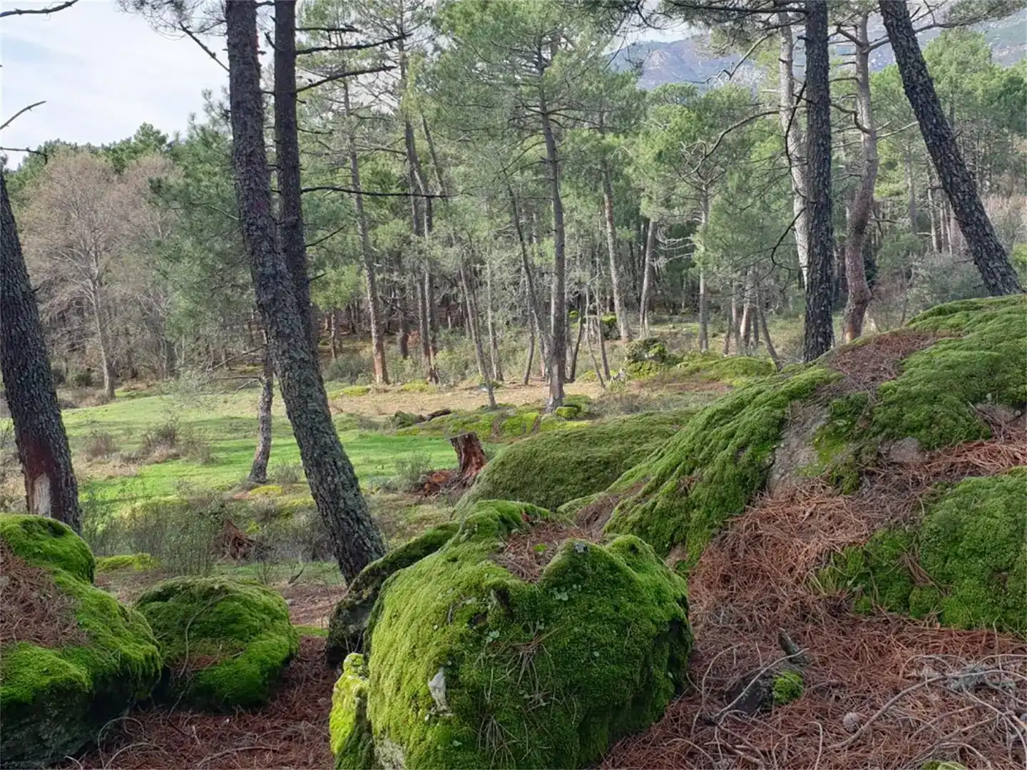Jardí de Residencial en venda en Casavieja